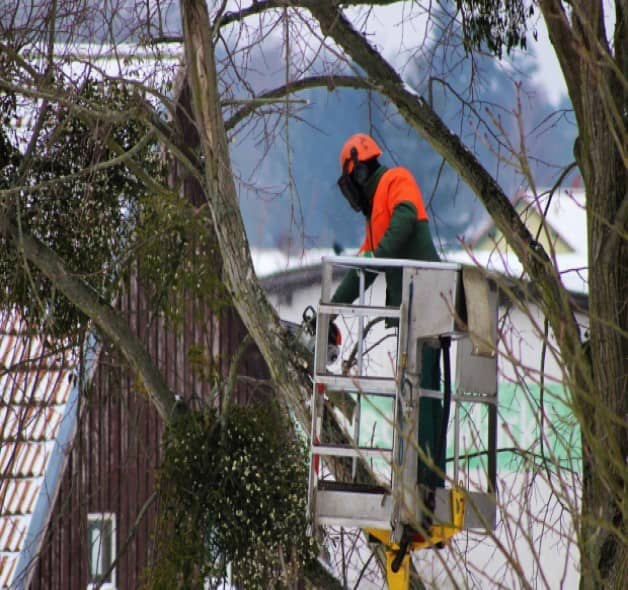 Taille d'arbres à Périgueux (24) entreprise d'élagage pour tailler arbres et arbustes à Périgueux (24)